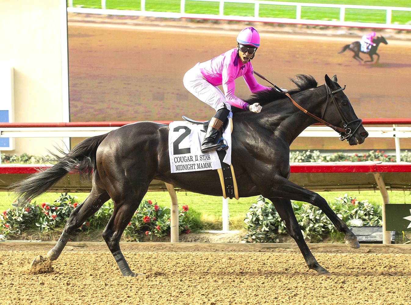 A jockey in hot pink silks riding a dark racehorse at full stride